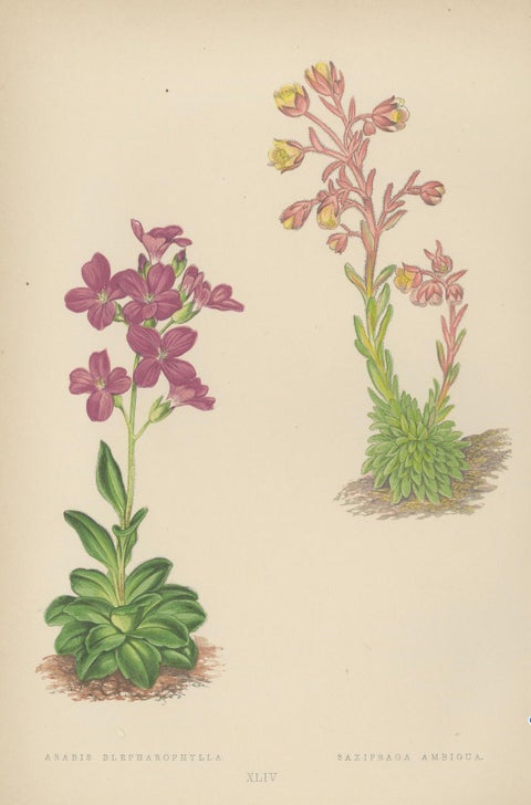Alpine Botanical Lithograph of Arabis Blepharophylla and Saxifraga Ambigua, 1874, close-up 5
