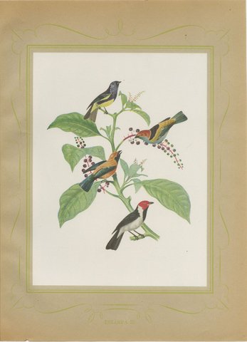 Tanagers and Woodcreepers, Brazilian Bird Print, Descourtilz, 1944, view 2
