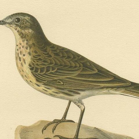 Antique Bird Print of the Water Pipit by Von Wright, 1927, close-up 2