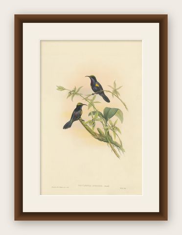 Antique Bird Print of the Copper-Throated Sunbird by Gould 'circa 1850', shown framed