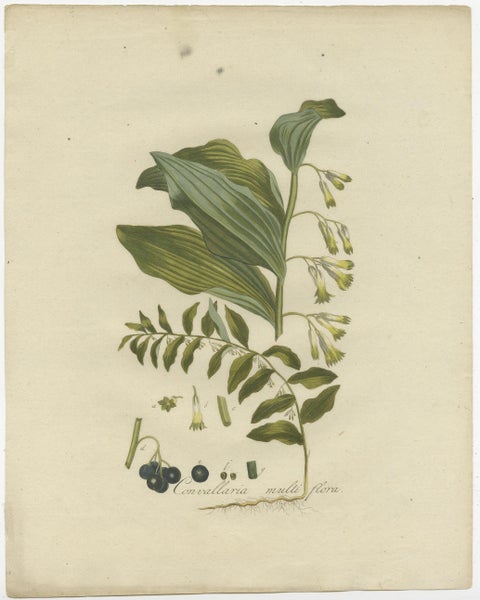 Antique Botany Print of the Polygonatum Multiflorum or Solomon's Seal, view 2