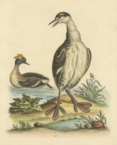 Antique Bird Print of two Grebes, view 3