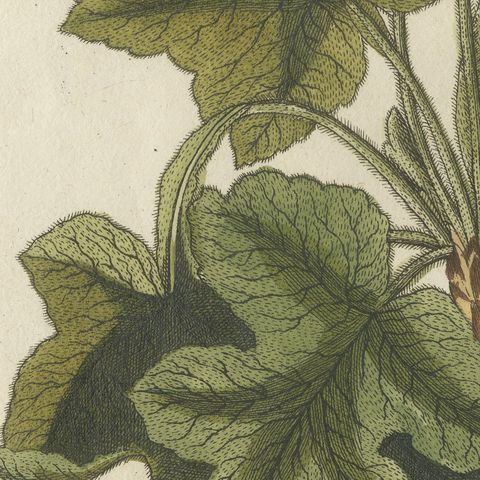 Ipecacuanha and Contrayerva Medicinal Roots, Antique Bertuch Print, circa 1812, close-up 6