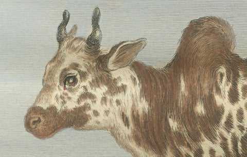 Elegant 18th-Century Zebu Engraving, Buffon Dutch Edition, 1769, close-up 4