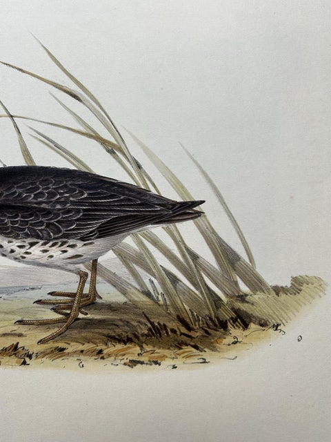 Antique Bird Print of the Purple Sandpiper by Gould, 1832, view 5