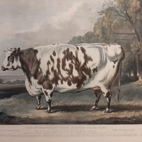 Antique Print of the Everingham Short Horned Prize Cow, 1843, view 3