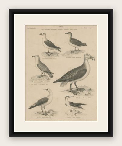 Antique Print of the Wandering Albatross, Blackbacked Gull and other Birds, shown framed