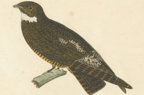 Rare Engraving of a Natterer’s Nightjar, Ornithological Illustration, ca.1808, close-up 4