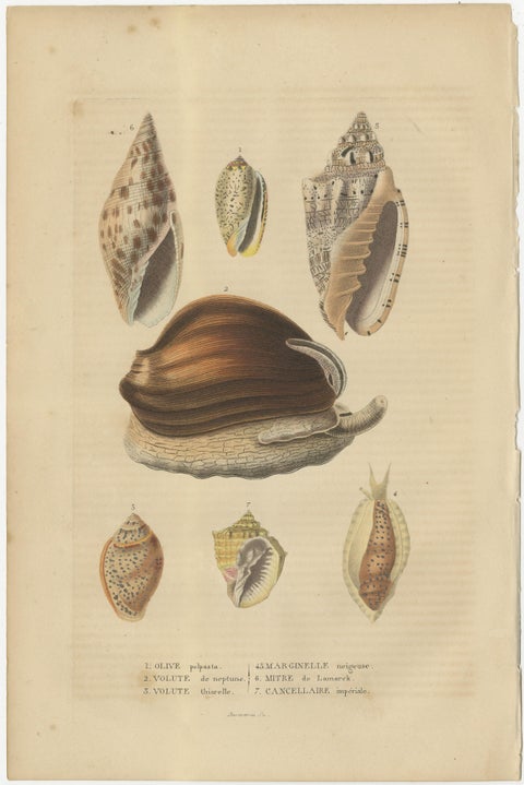 Marine Elegance: A 19th Century Mosaic of Mollusk Diversity, 1845, view 2