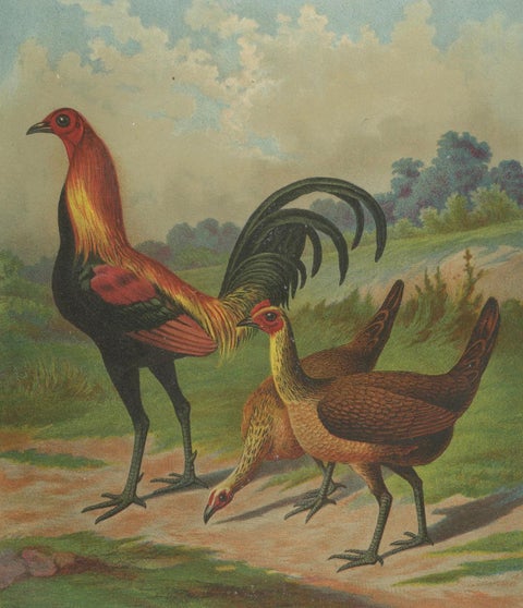 The Proud Game Fowl - A Rare 19th Century Poultry Lithograph, close-up 2