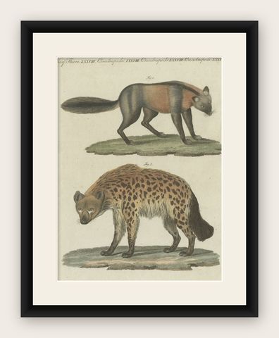 Original Hand-Colored Antique Print of a Fox and Hyena species, shown framed