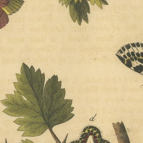 English Moths on Hawthorn, Hand-Colored Insect Engraving, Albin 1720, close-up 2