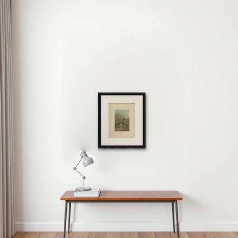 Antique Chromolithograph Print of Mallard Duck, 1898, Mounted, shown framed on a wall