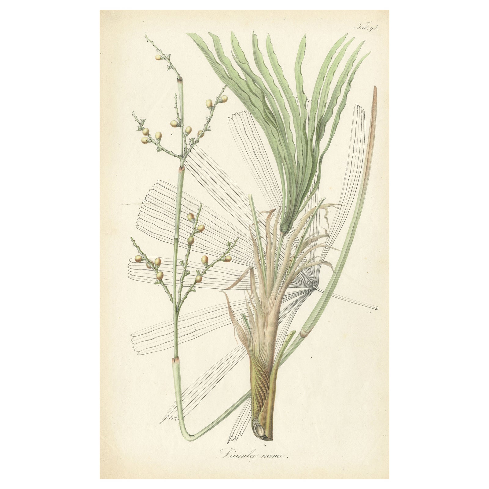 Antique Botany Print of Licuala Nana, a Fan Palm