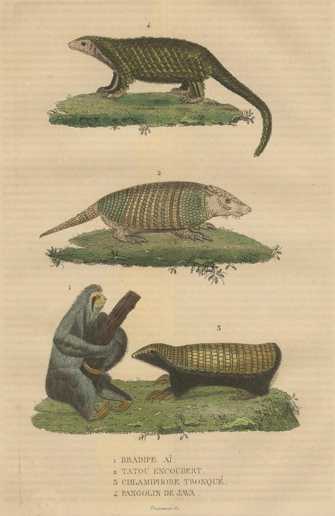 Antique Animal Engraving with Sloth, Armadillos and Pangolin, ca.1825, close-up 6
