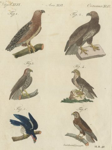 Six Hawks and Buzzards, Birds of Prey, Antique Bertuch Print, circa 1805