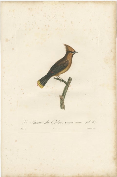 1807 Cedar Waxwing Print - Original Handcolored Bird Illustration by Vieillot, view 2