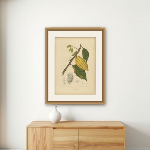 Antique White Cacao Botanical Chromolithograph by Hoola van Nooten, c. 1880, shown framed on a wall