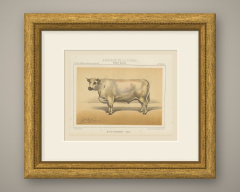 Durham Shorthorn Ox, British Cattle Chromolithograph by Olivier de Penne, 1863, shown framed