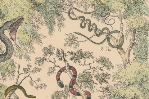 Snakes Print: Boa, Python, Viper, Coral Snake, Antique 1867, close-up 5
