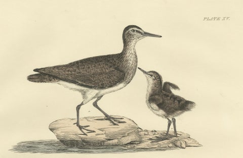 "Plate XV: The Sandpipers - A Study in Seasonal and Developmental Plumage, 1826, close-up 4
