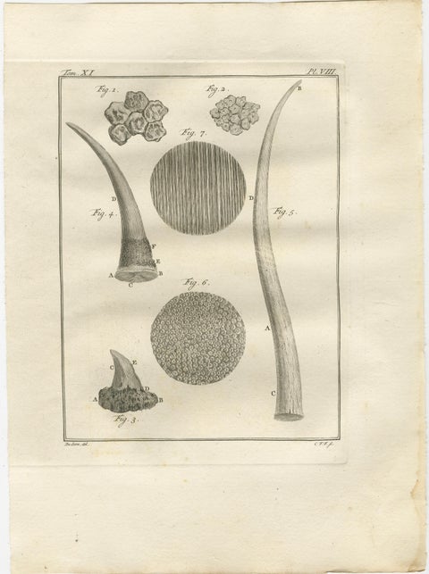 Antique Rhinoceros Horn Anatomy Engravings, Buffon Scientific Pair 1769, view 3