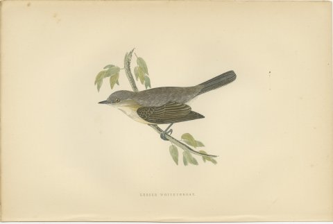 Lesser Whitethroat on a Slender Branch, Antique Morris Bird Print, 1896, view 2