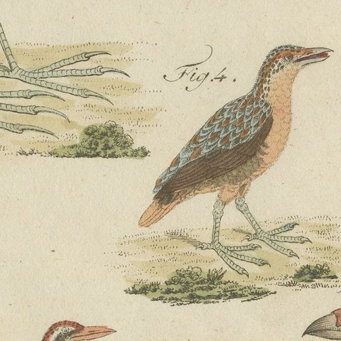 Jacanas and Wading Birds with Long Toes, Antique Bertuch Print, circa 1805, close-up 3