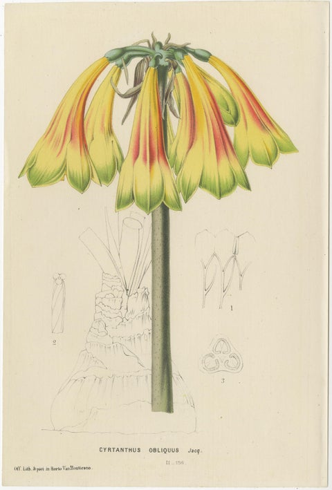Vibrant Botanical Portraits: Exquisite Plant Illustrations from the 19th Century, view 4