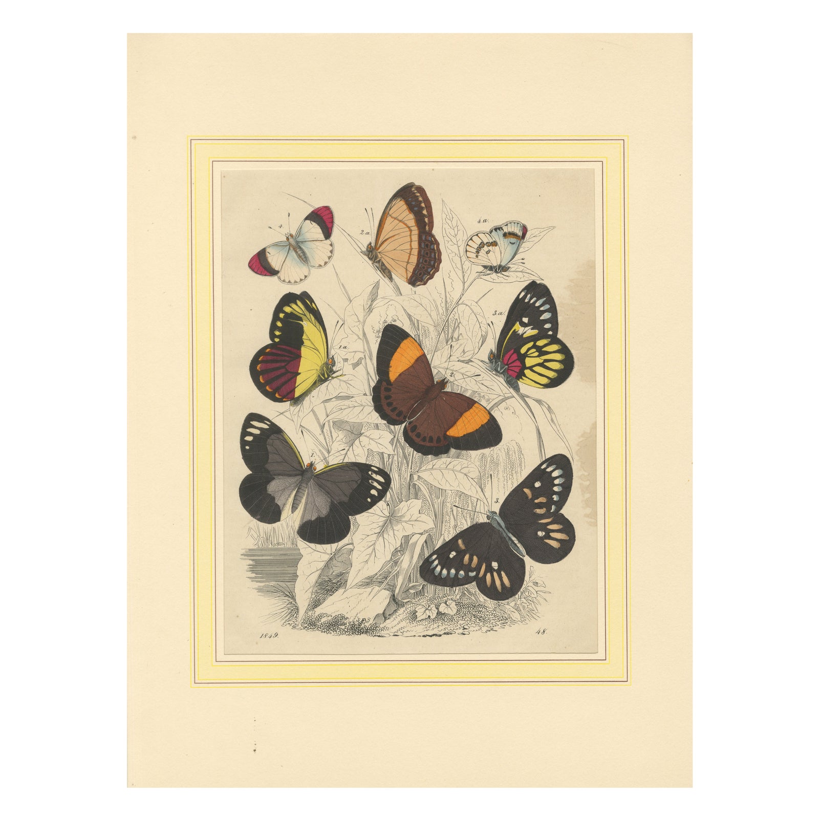 Wings of Elegance: Hand-Colored 1849 Lithograph of Exotic Butterflies