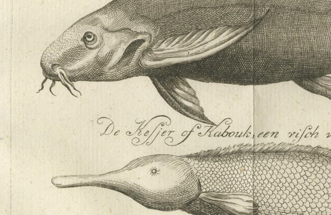 Embalmed Birds and Nile Fish, Egyptian Natural Curiosities, c.1776, close-up 1