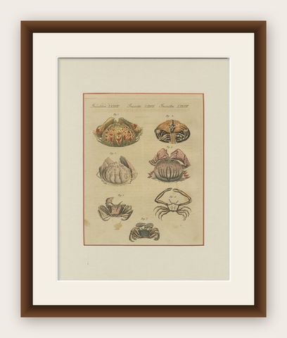 Antique Calappa Box Crabs & Exotic Crabs Engraving, Bertuch, 1813, shown framed