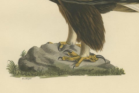 Majestic Gaze: The Golden Eagle (Aquila chrysaetos), 1929, close-up 3