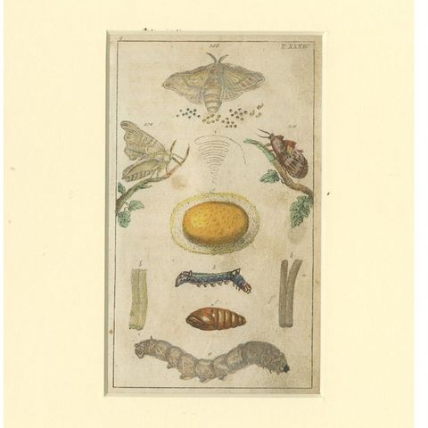 Set of 6 Antique Butterfly Prints Also Showing Caterpillars and Pupae, 1810, close-up 1