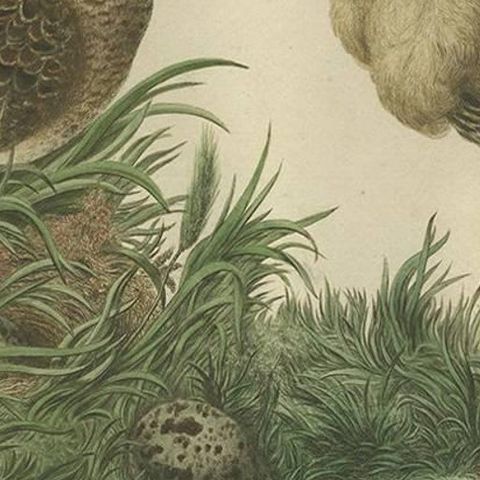 Ruff Bird Print with Nest, Tringa Pugnax by Nozeman and Sepp, 1770, close-up 1