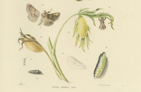 Antique Dutch Plusia Moneta Moth Diptych, Hand-Colored by Sepp & Brants, 1908, close-up 3