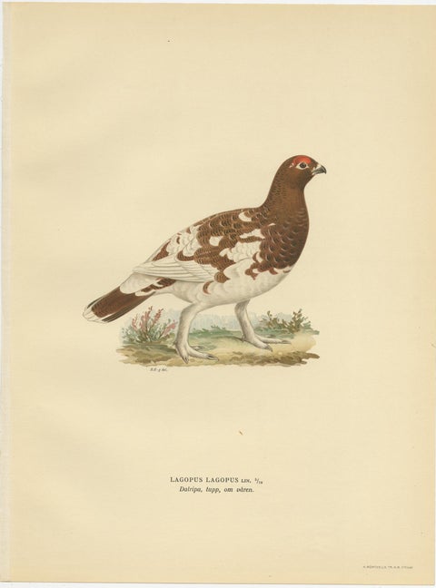 Antique Bird Print of the Willow Ptarmigan 'Female' by Von Wright '1929', view 4