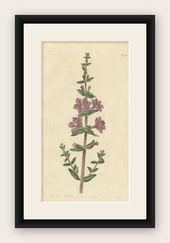Antique Botany Print of Lythrum Alatum or Angled Purple-Loosetrife, 1816, shown framed