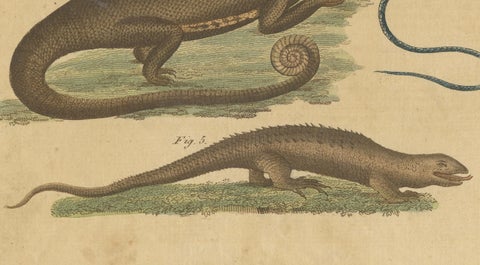 Antique Handcolored Engraving of Lizards and Amphibians, c.1800, close-up 1