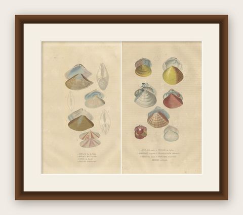 Illustrated Bivalve Shells from 'Dictionnaire Classique des Sciences Naturelles', shown framed