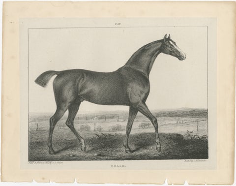 Antique Thoroughbred Stallion Selim, Arabian Bloodlines, Hullmandel c.1840, view 2