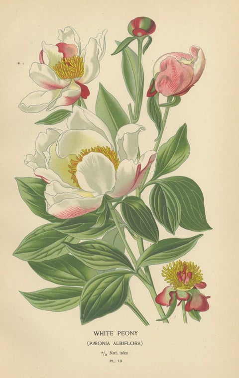 Victorian Botanical Majesty: Original Lithographs of Peonies and Monkshood, 1896, close-up 2