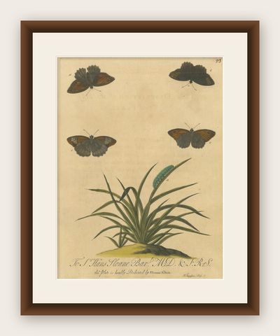 Butterflies on Grasses with Caterpillar, Albin Hand-Colored Engraving, 1720, shown framed