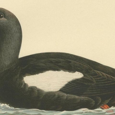Antique Bird Print of the Black Guillemot by Von Wright, 1929, close-up 2