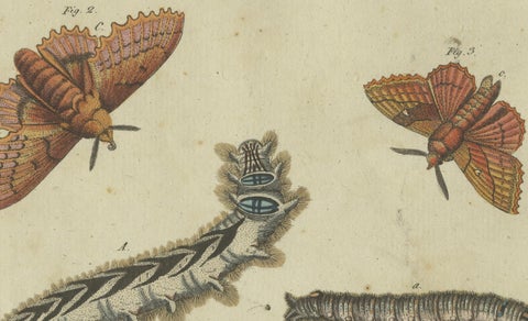 Life Cycle of Moths and Caterpillars: Stages of Transformation, Bertuch, 1805, close-up 2