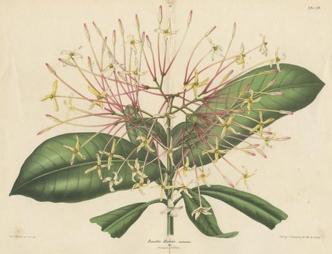 Antique Botany Print of the Ixora Hookeri Plant by Oudemans, circa 1865, view 4
