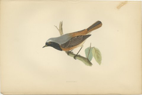 Redstart Leaning from a Leafy Twig, Hand Colored Bird Print, Morris, 1896, view 2