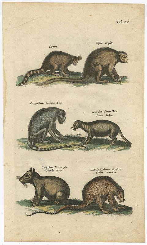 Antique Print of various Mammals Porcupine, Capybara, Otter, Monkey etc., 1657, view 2