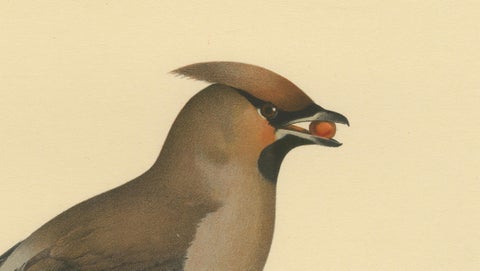 Bohemian Waxwing with Berries, Swedish Bird Lithograph, 1929, close-up 1