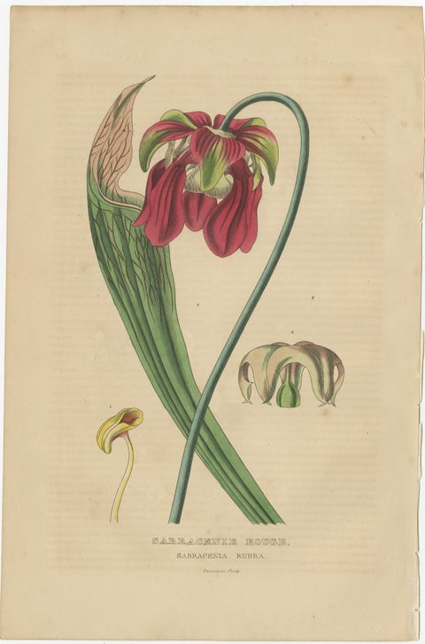 Botanical Rarities: Pristine Hand-Colored Engravings from 1845, view 4